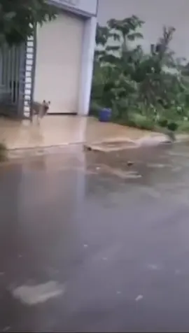 Đang đi tựu trường bị chó dí 😢#fyp #foryoupage #fypシ #dog #xuhuong #trending