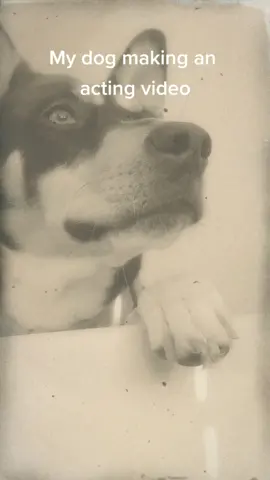 My dog giving it her all in this acting video.#funny #dog#funny##dog#funnyvideos  #titanic  #overdramatic  #dogs