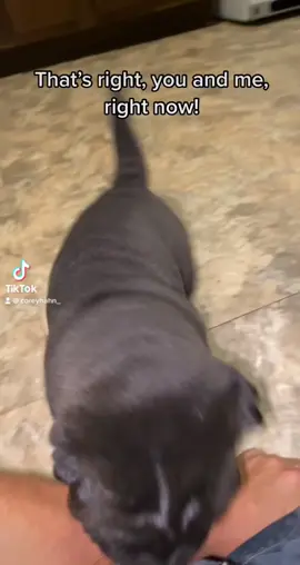 😭 #fyp #foryou #foryoupage #petvlog #petlife #natureathome #levelup #trending #learningtodog #puppy #sharpei #southpark