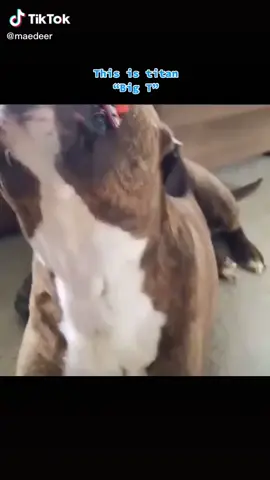 @maedeer Made this beautiful tribute to my bestfriend and nephew TITAN!!! #pitbull #pitbullsoftiktok #goodboy #bestfriend #pets #foryou