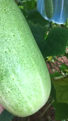 Dưa Leo Tây Nguyên , To như con Mèo nha. #ONhaVanVui #xuhuong #tâynguyên #dưa_leo🥒