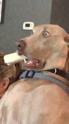 He was shocked 🤯🤯#funnyvide #viral #goldenretriever #dogofticktok #foryou #4u