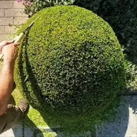 Would you believe me if told you this is a pear shape not a ball..? #hedgetok #topiarytok #buxus #tiktokaustralia #foryou #4u #art  #sydneytiktok