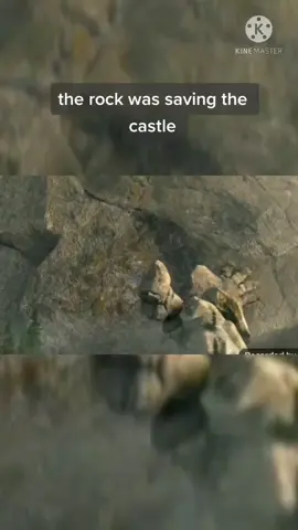 #sadvideo #sadanamathe rock was saving the them but thay still shot at him :(