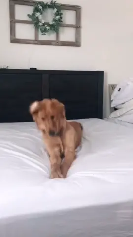 Shake head with me😂😂#goldenretriever #goldenretrieverlife  #funny #funnydog #foryou #tiktokdance