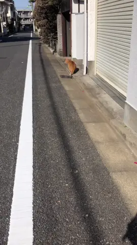 Daily Umeneko うめねこのまいにち　#umeneko #neko #cat #japanesecat #fatcat #gingercat #animal #meow #ねこ