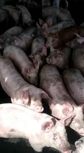 #arrascaeta olha o cara seus porcos