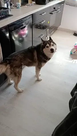 Son cri quand je revient du travail 🤣#humour #tiktok #fypシ #❤️ #pourtoi #husky #monloulou