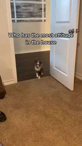 #puppy #puppylove #texas #fyp #funny