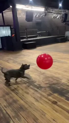 He don’t know it but he’s working out #bully #dogsoftiktokviral #bbqchips