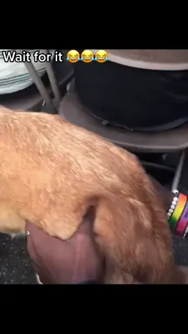 #doglover #massage #fypシ #smile #relaxation #fy #laugh