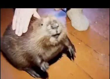 #бобер #популярное #животные #домашниеживотные #мило #рекомендации #телеграмм