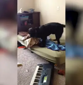 #animals #cute #dumbanimals #fypシ #dumb #bestfailsever #bestfails #funnyy #fy #fails #dogs #cutedog