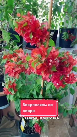 #bougainvillea #бугенвиллия #homeplants #хочуврек #красивыерастения #растениядома #растенияуход #растениядлядома #fyp #fup #on #bougies
