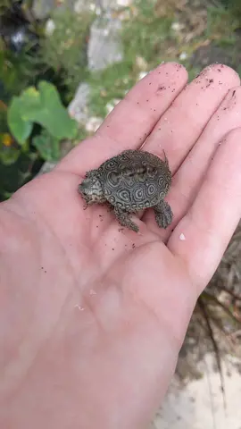 Welcome to TurtleTok 💚🐢 #AEJeansHaveFun #turtles #turtletok #cute #babyturtle #reptiles
