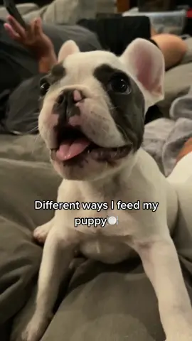 Different ways I feed my French Bulldog Puppy🍽❤️ #fyp #fy #foryourpage #foryou #AEJeansHaveFun