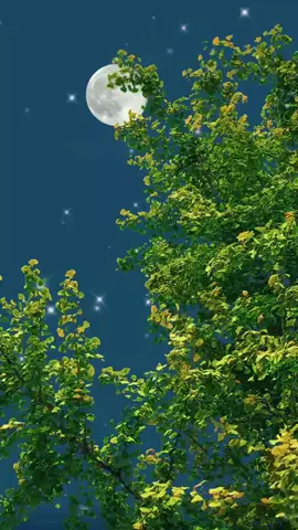 #nature #night #moon #sky #wallpaper #wallpaperlive