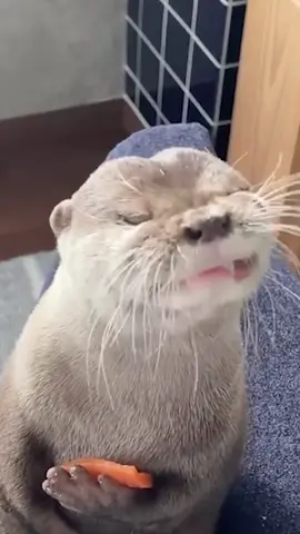 Выдра ест лосось, распространите! #выдра видео: kotsumet