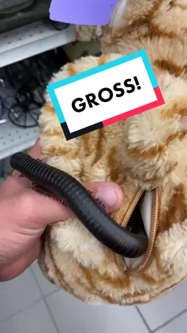 Always check the stuffed animals at goodwill for bugs😳 #ZFlipClackdown #bugtok #fyp #bug #cool #insect #millipede #popular #fypシ #yes #toys
