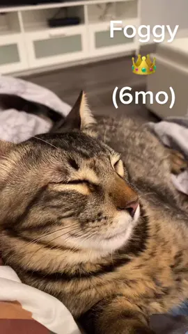 My “Karen” (AKA: human mom) works to gave me a millionaire life! #ZFlipClackdown #pet #cat #catsoftiktok #mascotas #gato #gatodetiktok #tabbycat