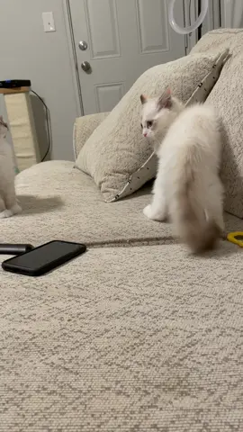 When you have multiple cats, there's always going to be that one crazy cat