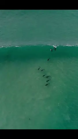 My favs 🐬🐬#dollys