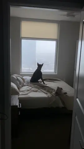 Houston is the star of my day #ZFlipClackdown #dailyvlog