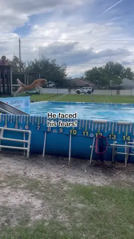 Kevin went dock diving! #goldenretriever #dockdiving #sport
