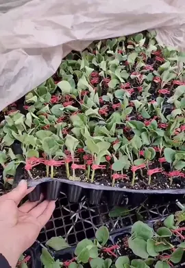 Khay ươm hạt giống các cỡ 32 50 72 105 128 200 lỗ. #thapxanh #khayuom Chi tiết dưới comment