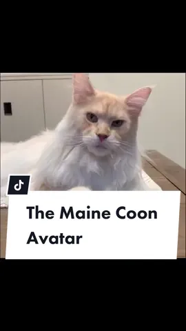The Maine Coon avatar #catsoftiktok #fyp #avatar #fourelements #water #fire #earth #air #cat