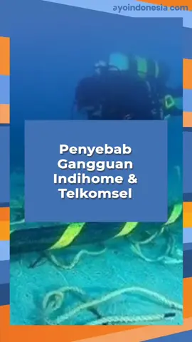 Gangguan Indihome dan Telkomsel kabel digigit ikan hiu? #ayoindonesiacom #indihome #telkomsel #hiu #gangguan #fyp #fypシ #fypdongggggggg #beritatiktok