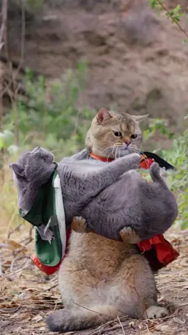 Jenn to the rescue! #catsoftiktok #cats #medievaltiktok