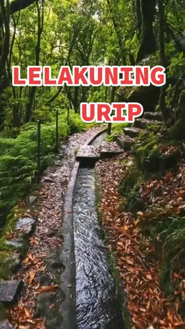 LELAKUNING URIP#HappyPeopleCommunity #trending #viral #fypシ