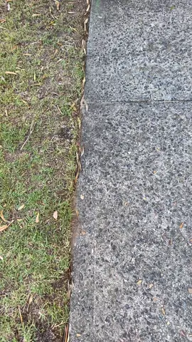 ✨Edging✨ #bushrangerpowerequipment #fyp #LawnsOfTikTok #lawns #lawntok #satisfying #garden #sydney #grasstok #lawnszn #lawntiktok #lawn #gardens