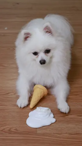 Nico: why my ice cream is melting? Sorry mom #nico #fyp #dog #funnyvideos #dogsofttiktok #doglover #cute