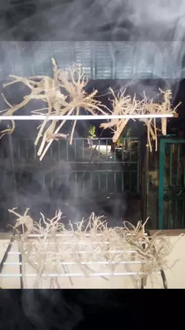 Restok kayu #fyppppppppppppppppppppppp  #kayuje #aquascape