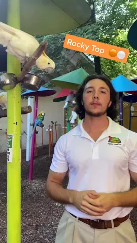 Let’s go Vols ! 🟠⚪️❕Upset Florida 🚫🐊 ! #parrotmountain #vols #florida #tennessee #CollegeFootball @ESPN @Tennessee Football @College GameDay