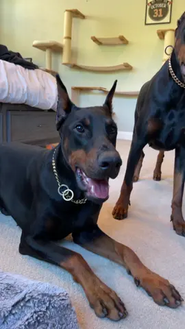 just tryna protecc mom😤 #fyp #fy #foryourpage #doberman #foryou #fypシ #ThatCloseMessenger