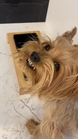 I haven’t been fed for 3 days. #angryyorkie #yorkie #dog #doglover #pet #yorkiesoftiktok #foryou #fpy #armanimyway #ThatCloseMessenger