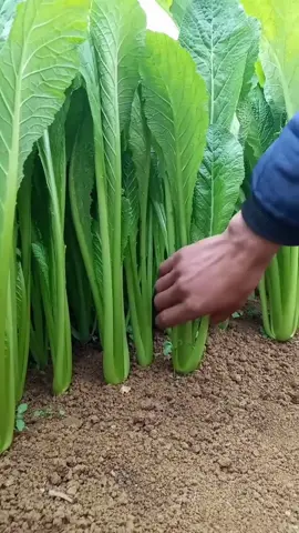 #agriculture #farmer #plant #vegetables #plantlover #fouryou