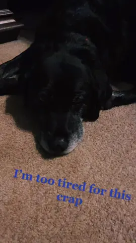 #dogsofttiktok #labrador #blacklabrador #dogs #tired #stopit #cutedogs