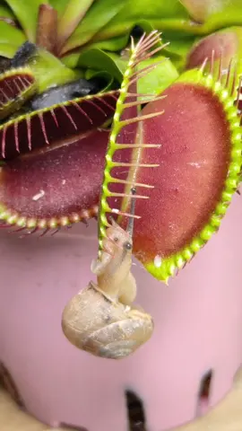 snail#fypシ #plant #venusflytrap #thatclosemessenger #tiktok