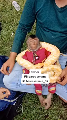 video ini sempat viral dan d ambil orang pakai watermark sendiri.saya jelaskan bahwa monyet ini uda terbiasa dgn ular2 d rumah saya.itu expresi kaget.