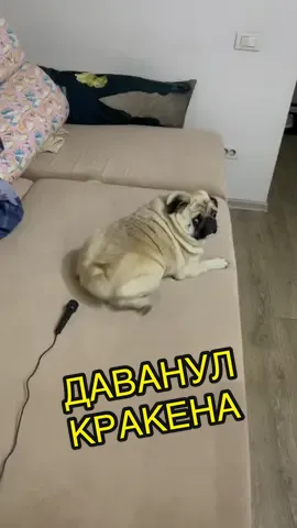 КРАКЕН НА СВОБОДЕ #осенний_пэт #мопс #dog #pug #пэт #пэт_друг #питомец #питомецвтикток #рек #тикток #viral #eat