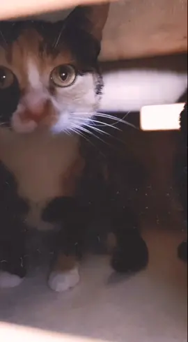 Reply to @dangercarrot ok