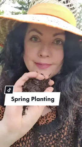 Planting out some baby flower seedling #Spring #Australia ustralia #ggthegardengirl #gardentok #flowertok #PlantTok