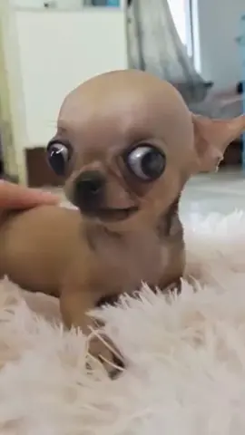 #Big eyed puppy, dog, angry look, funny, cute, pet#foryou #tiktok #fyp #dog