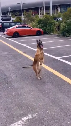 Dance dog #happydog #dancedog #funnyvideos #funnydog #dog