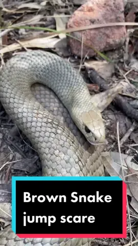 Jump scare from an Eastern Brown Snake #snake #herping #australia #animals #fyp #foryou #australia #sydney #animals #wildlife #venom #jumpscare