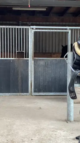 Smart boy! #foryou #fyp #fy #foryoupage #viral #horse #horsesontiktok #Love #fries #friesianstallion #friesian #friesianhorse #snack #foal #food #smar
